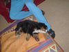 Berner Sennenhund Foto: Emily (mit 8 Wochen) gaaanz müde (ID 7193) Berner Sennenhund Hund