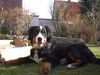 Berner Sennenhund Foto: Emily (ID 9887) Berner Sennenhund Hund