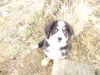 Berner Sennenhund Foto: Sansho - 12 Wochen (ID 8862) Berner Sennenhund Hund