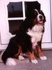 Berner Sennenhund Foto: Das ist Püppy (ID 15616) Berner Sennenhund Hund