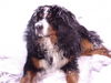 Berner Sennenhund Foto: winterurlaub (ID 44673) Berner Sennenhund Hund