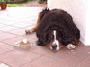 Berner Sennenhund Foto: 10 jahre carlos (ID 44668) Berner Sennenhund Hund