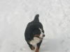 Berner Sennenhund Foto: Tommy (ID 30626) Berner Sennenhund Hund