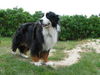 Berner Sennenhund Foto: Aika zu Besuch in Hvidbjerg (ID 28573) Berner Sennenhund Hund