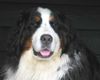 Berner Sennenhund Foto: Aika - der Hund der aus dem Dunkel kam... (ID 28574) Berner Sennenhund Hund