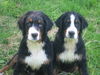 Berner Sennenhund Foto: unsere zwei Berner nach dem schwimmen (ID 33621) Berner Sennenhund Hund