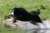 Berner Sennenhund Foto: Das ist Heini ! (ID 40930) Berner Sennenhund Hund
