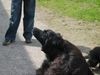 Berner Sennenhund Foto: mein kleiner berner mix luke mit 9 wochen. (ID 11277) Berner Sennenhund Hund