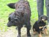 Berner Sennenhund Foto: mein kleiner berner mix luke mit 9 wochen. (ID 11278) Berner Sennenhund Hund