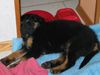 Berner Sennenhund Foto: mein kleiner berner mix luke mit 9 wochen. (ID 11280) Berner Sennenhund Hund
