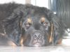 Berner Sennenhund Foto: mein kleiner luke (ID 12621) Berner Sennenhund Hund