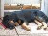 Berner Sennenhund Foto: mein kleiner mit 5 monaten (ID 14180) Berner Sennenhund Hund