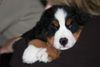 Berner Sennenhund Foto: GoldDust (ID 41147) Berner Sennenhund Hund