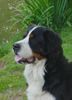 Berner Sennenhund Foto: Igor vom Scharrhof, 17 Monate alt (ID 5558) Berner Sennenhund Hund