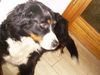 Berner Sennenhund Foto: Ist sie nicht süß, unsere Laika? (ID 5541) Berner Sennenhund Hund