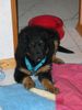 Berner Sennenhund Foto: mein luke mit 2 1/2 monaten (ID 11840) Berner Sennenhund Hund