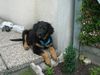 Berner Sennenhund Foto: mein kleiner luke (ID 12620) Berner Sennenhund Hund