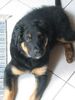 Berner Sennenhund Foto: mein kleiner luke (ID 12622) Berner Sennenhund Hund