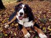 Berner Sennenhund Foto: 7 Monate alt (ID 17012) Berner Sennenhund Hund