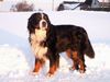 Berner Sennenhund Foto: Jury v. Wiesmadern (ID 27438) Berner Sennenhund Hund