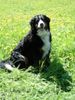 Berner Sennenhund Foto: Gabi in der Blumenwiese (ID 23187) Berner Sennenhund Hund