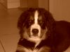 Berner Sennenhund Foto: Kayo 12 Wochen alt (ID 24640) Berner Sennenhund Hund