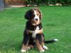 Berner Sennenhund Foto: Kayo 12 Wochen alt (ID 24547) Berner Sennenhund Hund