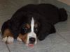 Berner Sennenhund