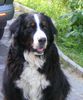 Berner Sennenhund Foto: Kenney von WIesmadern (ID 35006) Berner Sennenhund Hund