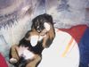 Berner Sennenhund Foto: Rocky ganz in seinem Eliment (ID 18072) Berner Sennenhund Hund
