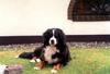 Berner Sennenhund Foto (ID 788) Berner Sennenhund Hund
