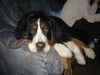 Berner Sennenhund Foto: Unsere müde Lara (ID 33118) Berner Sennenhund Hund