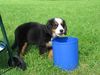 Berner Sennenhund Foto: Bin erst 3 Monate hab aber Durst wie ein Grosser (ID 17465) Berner Sennenhund Hund