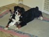 Berner Sennenhund Foto: Luna und Nico (ID 19699) Berner Sennenhund Hund