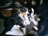 Berner Sennenhund Foto: Unsere Luna mit Kater Nico, beide 6 Monate (ID 18771) Berner Sennenhund Hund
