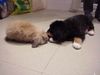 Berner Sennenhund Foto: Duque 8 Wochen alt mit Freund Fly (ID 8796) Berner Sennenhund Hund