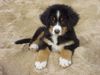 Berner Sennenhund Foto: Duque 8 Wochen alt - am Strand (ID 8794) Berner Sennenhund Hund