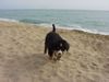 Berner Sennenhund Foto: Duque 8 Wochen alt - am Strand (ID 8795) Berner Sennenhund Hund