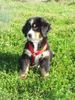 Berner Sennenhund Foto: Duque 8 Wochen alt (ID 8793) Berner Sennenhund Hund