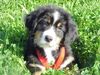 Berner Sennenhund Foto: Duque 8 Wochen alt (ID 8791) Berner Sennenhund Hund