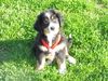 Berner Sennenhund Foto: Duque 8 Wochen alt (ID 8792) Berner Sennenhund Hund