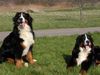 Berner Sennenhund Foto (ID 17415) Berner Sennenhund Hund