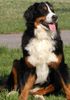 Berner Sennenhund Foto: Hier können sich alle notorischen Negativ-Bewerter wieder austoben - viel Vergnügen!! (ID 17446) Berner Sennenhund Hund