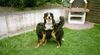 Berner Sennenhund Foto: (MAJA) ...Auch Mädchen sind mal oben (ID 4262) Berner Sennenhund Hund