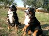 Berner Sennenhund Foto: Max + Maja / Gute Freunde (ID 5740) Berner Sennenhund Hund