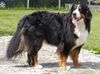 Berner Sennenhund Foto: Hab heute Geburtstag - 1.Juli - 3 Jahre alt (ID 22941) Berner Sennenhund Hund