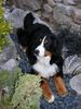 Berner Sennenhund Foto: Maja - März '03 (ID 3259) Berner Sennenhund Hund