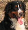 Berner Sennenhund Foto: Borys Bernitus (ID 4676) Berner Sennenhund Hund