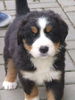 Berner Sennenhund Foto: ich hab dich lieb! (ID 39803) Berner Sennenhund Hund