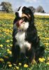 Berner Sennenhund Foto: Max und seine Wiese (ID 4614) Berner Sennenhund Hund